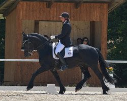 dressage horse Abianus van Dorotea (Arabofriese, 2008, from Yk Dark President)