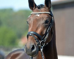 eventing horse Borice (German Sport Horse, 2016, from Finest)