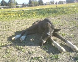 stallion Shomari S (German Sport Horse, 2011, from Surprice)