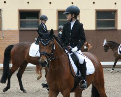 dressage horse Kastanienhof Campbell (German Riding Pony, 2011, from FS Cracker Jack)