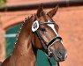 dressage horse Damon Dancer (German Sport Horse, 2016, from Damon Cello)