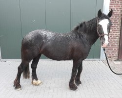 horse stute (Tinker-Mix / Pinto Tinker / Crossbreed, 2012)