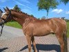 dressage horse Pony Percy (German Riding Pony, 2012, from Popcorn WE)