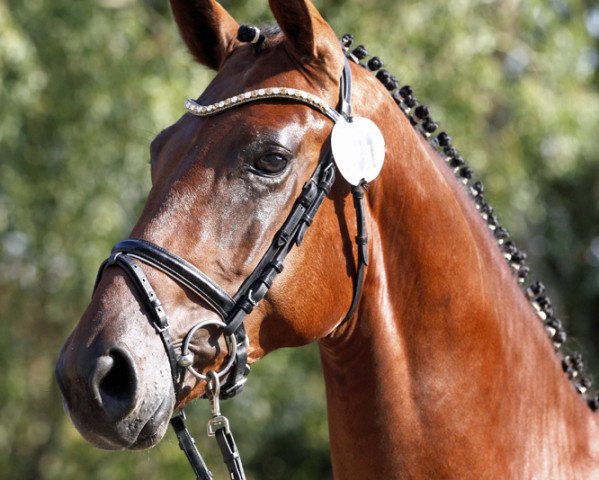 dressage horse Meggle's Bonaparte (Rhinelander, 2016, from Bodyguard 49)