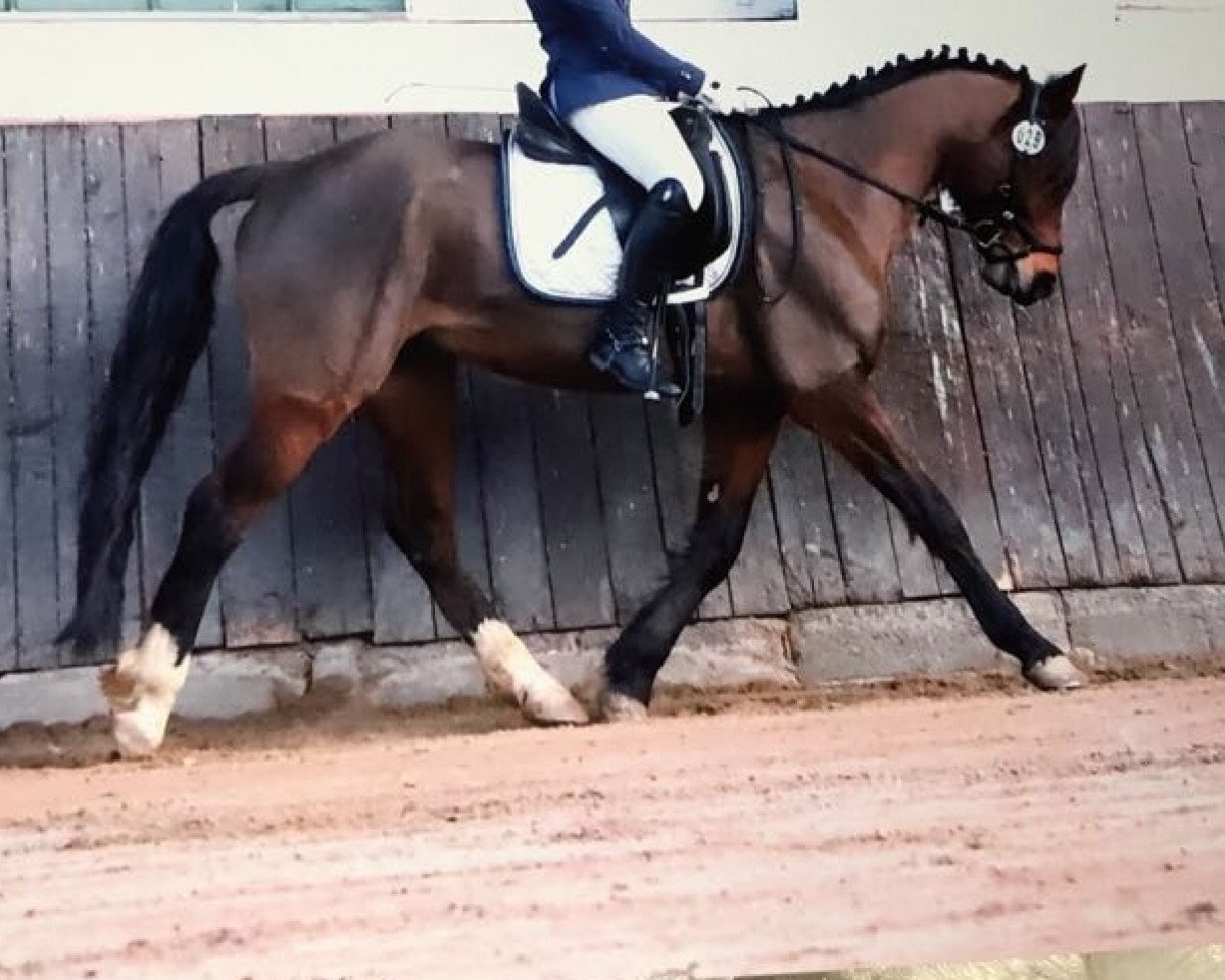 dressage horse Looping Loui 2 (German Riding Pony, 2009, from Lucky Lao II)