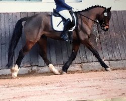 dressage horse Looping Loui 2 (German Riding Pony, 2009, from Lucky Lao II)