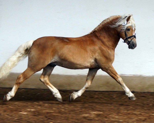 stallion Armstrong (Haflinger, 2002, from Amsterdam)