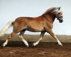 Deckhengst Armstrong (Haflinger, 2002, von Amsterdam)