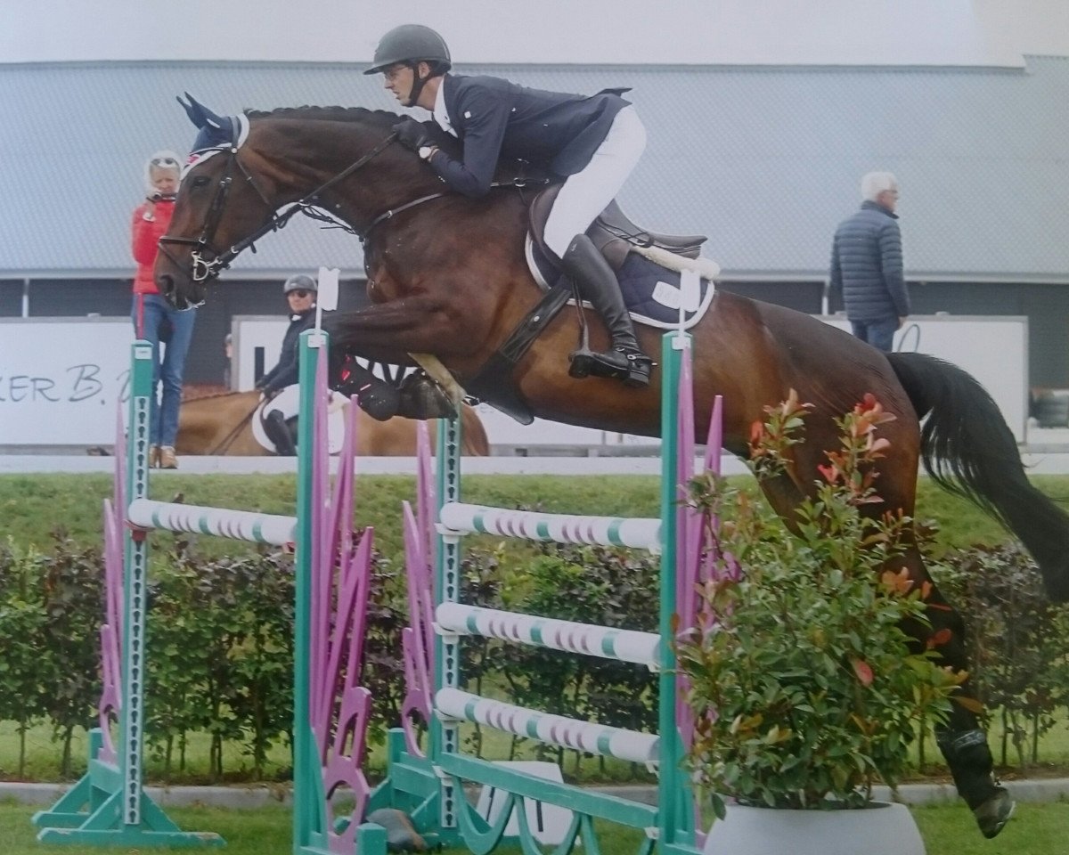 broodmare First Class van Helsing (Hanoverian, 2011, from Van Helsing)