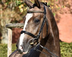 jumper Borja F (Rhinelander, 2016, from Belissimo NRW)