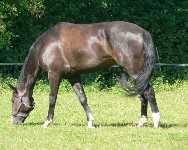 horse Farrell 4 (Hanoverian, 2002, from Frenchman I)
