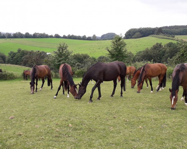 Zuchtstute Rockett (Westfale, 2001, von Potsdam)