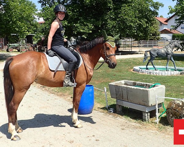 horse Stute von Hayden/Hermitage (Freiberger, 2014, from Hayden PBM CH)