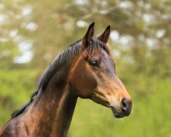 Springpferd Annabell (Trakehner, 2010, von Cadeau)