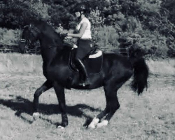 dressage horse Don Primero 4 (Oldenburg, 1996, from Duntroon)