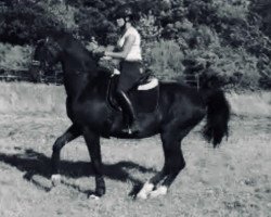 dressage horse Don Primero 4 (Oldenburg, 1996, from Duntroon)