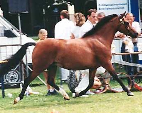 broodmare Wildzang's Saffron (Welsh-Pony (Section B), 1991, from Shamrock Mr. Oliver)