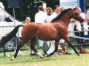 Zuchtstute Wildzang's Saffron (Welsh Pony (Sek.B), 1991, von Shamrock Mr. Oliver)