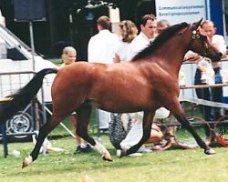 Zuchtstute Wildzang's Saffron (Welsh Pony (Sek.B), 1991, von Shamrock Mr. Oliver)