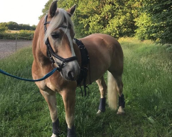 horse Wolpi (Haflinger, 2012, from Wüstenstern)