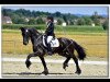 dressage horse Morgenstern von der Nockalm (Friese, 2002, from Sape 381)