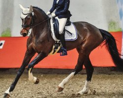 dressage horse Carlotta 265 (Bavarian, 2012, from Charmeur)