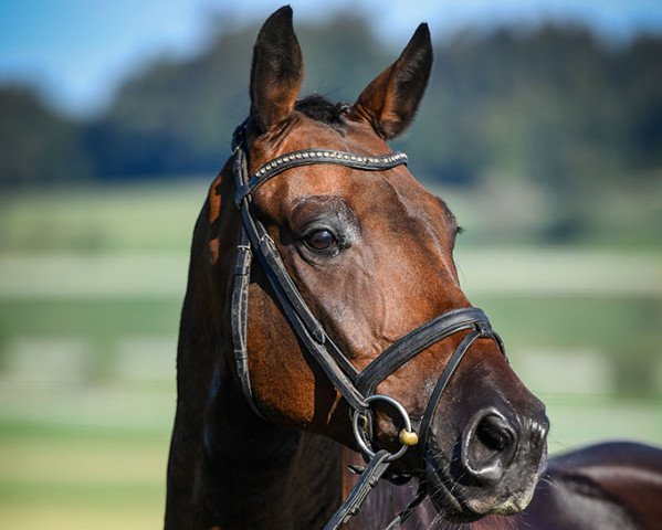 dressage horse Lautrec Hill (Trakehner, 2009, from Buddenbrock)