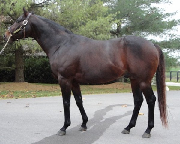 stallion Sharp Humor xx (Thoroughbred, 2003, from Distorted Humor xx)