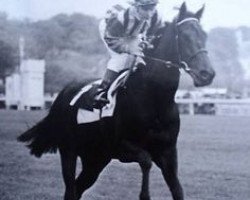 broodmare Habibti xx (Thoroughbred, 1980, from Habitat xx)