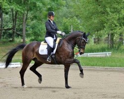 dressage horse Ehrenzauber (Westphalian, 2008, from Ehrenmann)