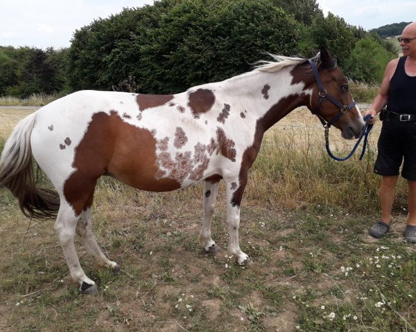 Zuchtstute Speedy S (Lewitzer, 2007, von Graveur)