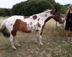 broodmare Speedy S (Lewitzer, 2007, from Graveur)