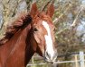 dressage horse Belina (Oldenburg, 2013, from Bretton Woods)