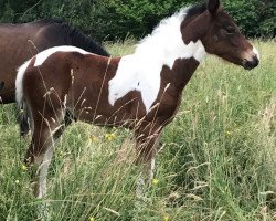 horse Cara (Lewitzer, 2018, from Gringo S)