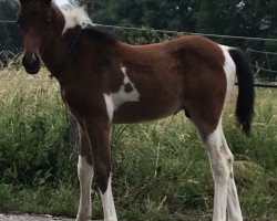 dressage horse Romeo´s Falk S (Lewitzer, 2018, from Romeo)