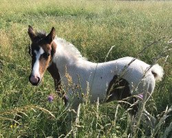 dressage horse Skippy S (Lewitzer, 2018, from Romeo)