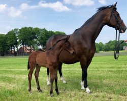 jumper Casallgro (Hanoverian, 2018, from Casallco)