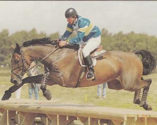 Pferd Early Puritan (Schwedisches Warmblut, 1986, von Osterglanz xx)