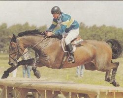 Pferd Early Puritan (Schwedisches Warmblut, 1986, von Osterglanz xx)