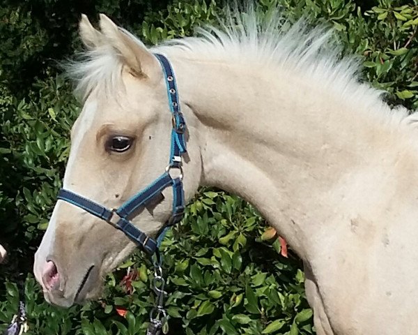 stallion Gladstone K (German Riding Pony, 2018, from Golden Grey NRW)