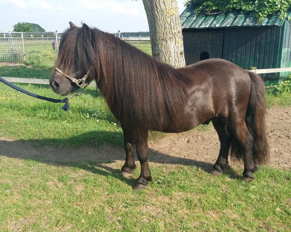 stallion Ollie van het Minibos (Shetland pony (under 87 cm), 1999, from Kiliam van Dennehove)