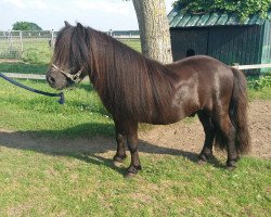 Deckhengst Ollie van het Minibos (Shetland Pony (unter 87 cm), 1999, von Kiliam van Dennehove)