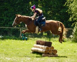 Springpferd Abyley (Trakehner, 2001, von Maserati)