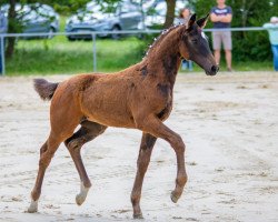 Pferd Foxy (Hannoveraner, 2018, von Foundation 2)