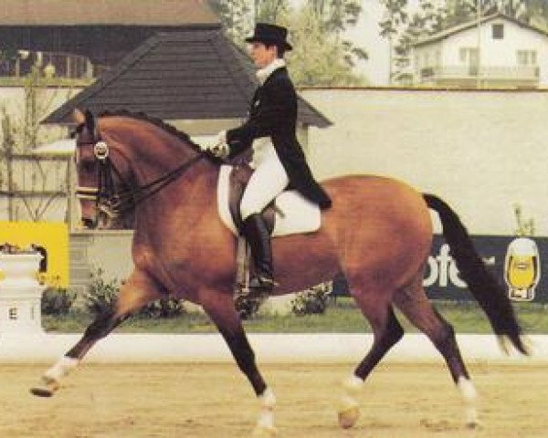 Pferd Liechtenstein (Dänisches Warmblut, 1984, von Lagano)