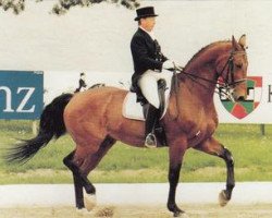 horse Fiffikus (Westphalian, 1980, from Frühlingsrausch)