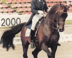 horse Bobby II (Swedish Warmblood, 1986, from Urbino)