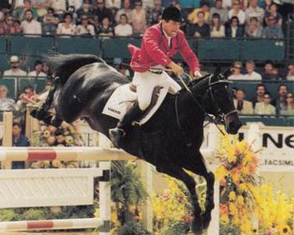 Pferd Shandor (Hannoveraner, 1979, von Winnetou)
