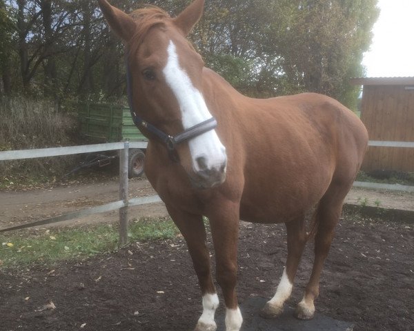 broodmare Elfe (Hanoverian, 1999, from Eiger I)