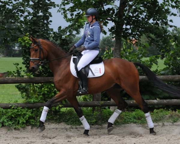 dressage horse Wallach von Bonifatius/Hohenstein (Hanoverian, 2010, from Bonifatius)